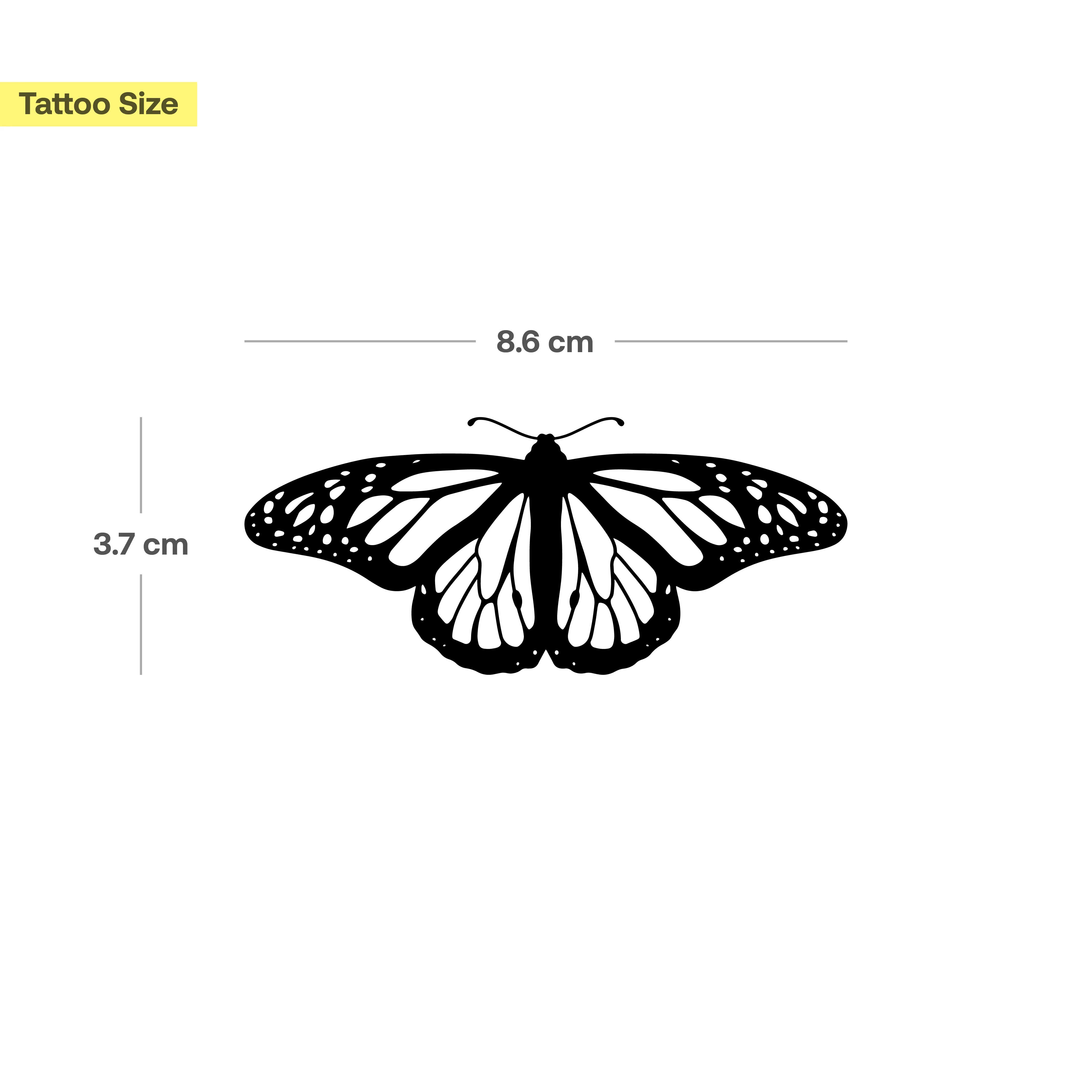 Papillon - Image 3