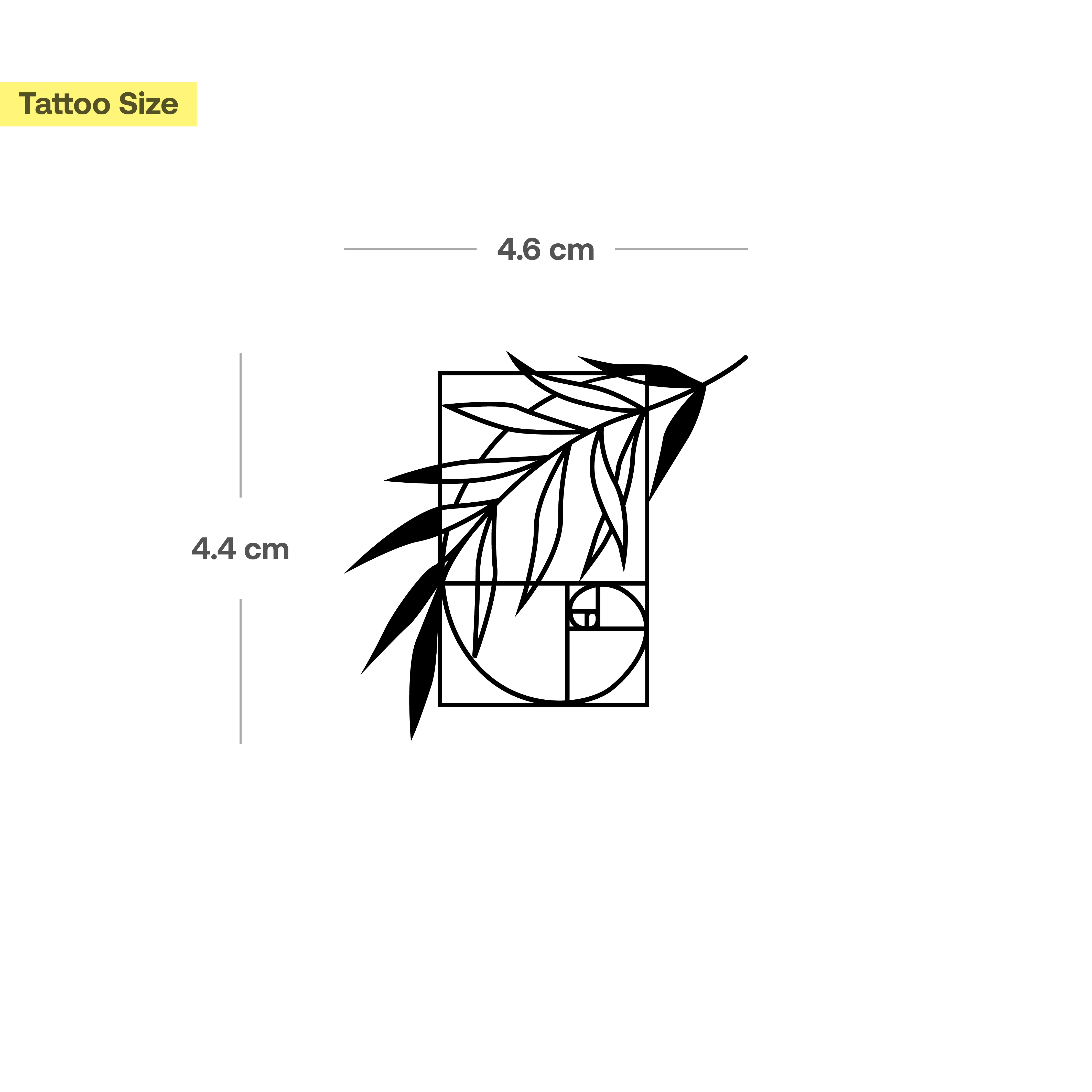 Plante Golden Ratio - Image 3