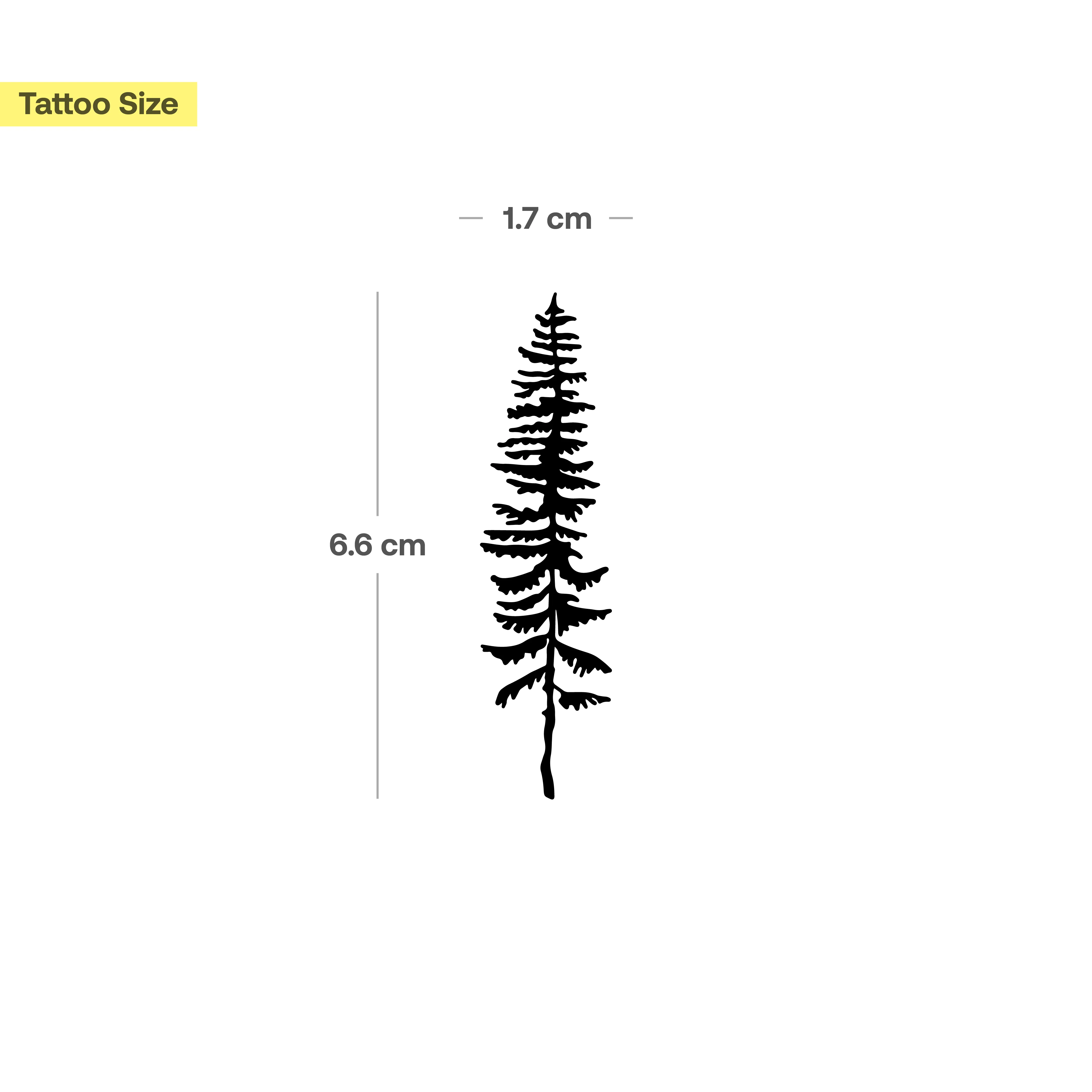 Sapin - Image 3